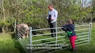 Helping a Herdwick Ewe Get To Know Her Lambs Better [upl. by Akilam]