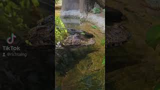 caiman caiman aquarium [upl. by Enoch]