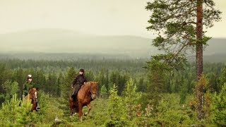 Polar Light Tours  Horses huskies and the magic of Lapland [upl. by Josi]