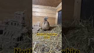 Northern BobWhite Quail animallover quails birdslover birdsounds homestead fy nature cute [upl. by Ver231]