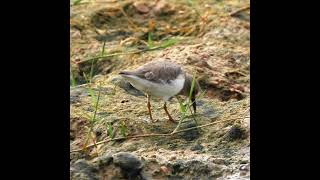 Temmincks Stint [upl. by Dagley]