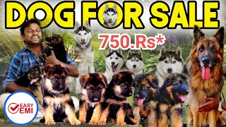 PUPPIES For Sales Delivery Available  Puppys Price List  Kennel in Tamilnadu  Namma MKG puppies [upl. by Yenreit]