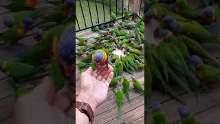 Lorikeet Mayhem 🤪🦜🦜🦜🦜🦜🦜🦜 [upl. by Walston]