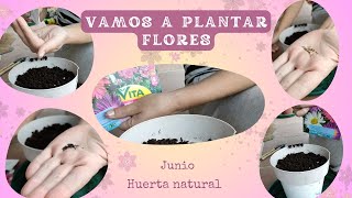 Vamos a plantar Flores 🌼🌺🌸 [upl. by Ariajaj]