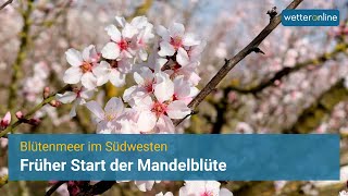 Blütenmeer im Südwesten Früher Start der Mandelblüte an der Weinstraße in der Pfalz [upl. by Pinelli637]