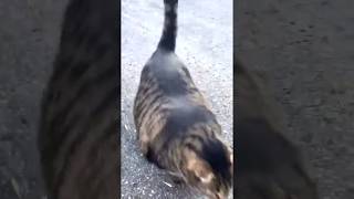 buff cat video [upl. by Haroun]