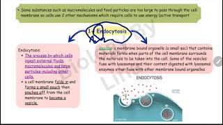 endocytosis vs exocytosis biology11 [upl. by Artiek847]