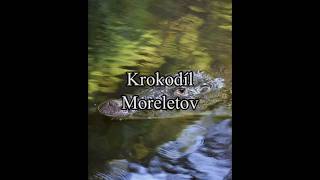 Krokodíl Moreletov [upl. by Abdu]