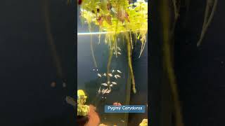 Pygmy Corydoras ❤️ smallfishes newfish smallyoutuberarmy [upl. by Cyrilla]