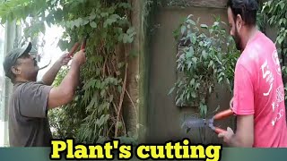 Tips for Shaping Your Plants Your Garden Makeover Perfectly Shaped Plants [upl. by Romy]