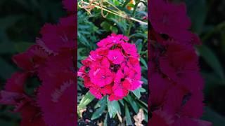 Diánthus barbátus🇹🇷 dianthus flowers flower potsdam [upl. by Hatti]