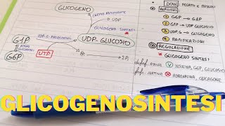 Glicogenosintesi e regolazione Lezioni Biochimica facile 👌 [upl. by Eisnil]