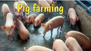 piggery farm Pig farming [upl. by Lesiram]