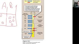 UGS Pharmacology Diuretics Part 1 Thiazides BAU [upl. by Peedus]