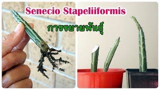 การขยายพันธุ์ Snake Plant​  How to propagate Senecio Stapeliiformis Eng sub [upl. by Karb768]