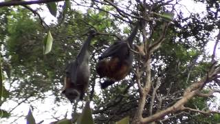 Frisky Flying Foxes [upl. by Ameerak]