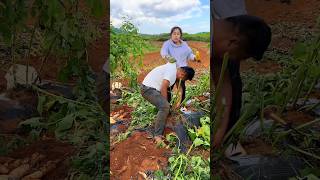 Sweet Potatoes 🍠🍠 Harvesting from Farm With Rural Farmer Activites 👍 shorts youtubeshorts [upl. by Halfon]