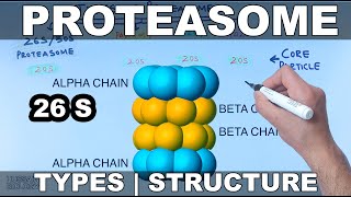 Proteasome  Types and Structures [upl. by Danialah]