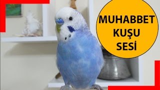 Muhabbet Kuşu Sesi [upl. by Enomis]