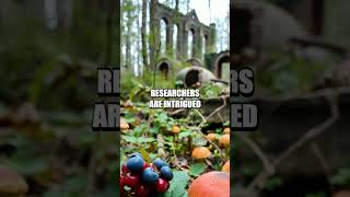 Chernobyls Unforeseen Edible Legacy The Rise of Wild Edibles [upl. by Llerraf936]