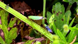 CICADELLE Verte  Cicadella viridis  Femelle et Mâle  BRUITX [upl. by Morrill]