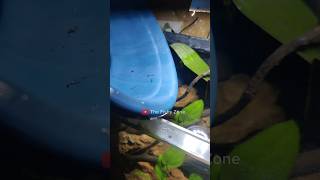 I got free Blood Worms 🪱for my Fishes 😍thefishyzone petsvlog shorts [upl. by Trebloc530]