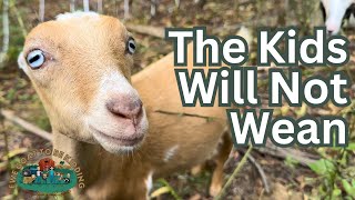 The Kid Goats Will Not Wean [upl. by Sally]