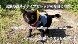 🌳🐈‍⬛20241119〜23🐈ハクちゃんお譲りの🐈‍⬛アロヒの防寒着・元氣の源ネイティブビレッジの今日この頃 [upl. by Notlaw537]