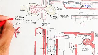 renin angiotensin aldosterone system RAASblood pressure regulation physiologyneetmcat [upl. by Yehsa762]