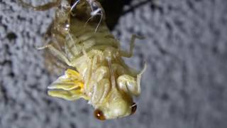 Cicadas molting  eclosing at night in the hotel parking lot 2016 WV Brood V Magicicada [upl. by Svetlana]