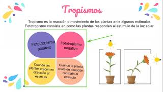 Fototropismo positivo y negativo 3A [upl. by Adnohser]