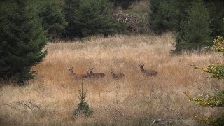 Rotwild Drückjagd in der Eifel  Jagdkrone [upl. by Adniuqal835]