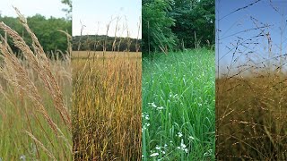 What Native Warm Season Grass Should I Plant for Forage [upl. by Eitsym]