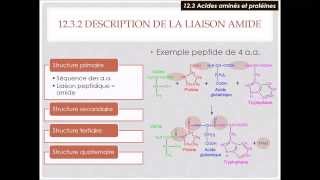 123a Protéines  Acides aminés et liaison peptidique [upl. by Havelock931]