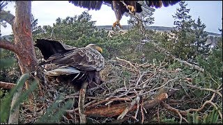 20180306 Merikotkas Male brings a Stick Female brings a long log1131 [upl. by Spear528]