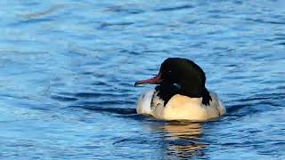 Common merganser Mergus merganser Goosander large Seaduck [upl. by Blondell]