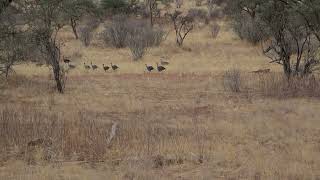 Vulturine Guinea Fowl on the run [upl. by Albin]