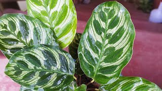 Calathea Plant Care Calathea Makoyana Hard to care plant best ornamental plant [upl. by Olifoet321]