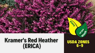 KRAMER’S RED HEATHER  Erica [upl. by Iur576]