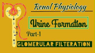 Urine Formation Physiology Part1Glomerular Filteration [upl. by Eimot]