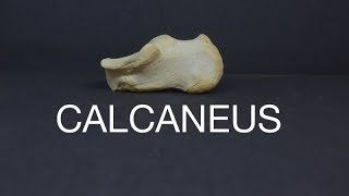 CALCANEUS [upl. by Henri309]