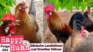 Seltene Hühnerrassen Drenther Hühner und Dänische Landhühner bei HAPPY HUHN 264  Danske Landhøns [upl. by Cott]