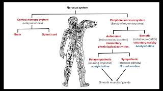 Mammalian nervous system OCR A ALevel Biology Revision 511 Animal Response [upl. by Nsaj665]