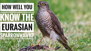 Eurasian Sparrowhawk  Description Characteristics and Facts [upl. by Eriha]