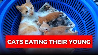 Why Do Cats Eat Their Kittens The Shocking Truth [upl. by Nimzaj]