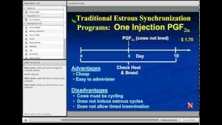 Estrus Synchronization in Heifers and Cows [upl. by Zebulen450]