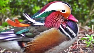 Mandarin Duck [upl. by Fallon]