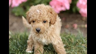 Cockapoo Puppies for Sale [upl. by Suollecram]