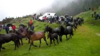 Evasion équine en Ariège Pyrénées [upl. by Bernarr800]