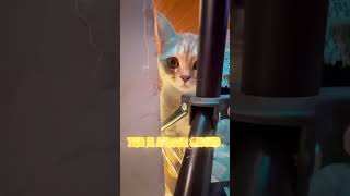 This is a 3 second song kitten funny cute music [upl. by Eselehs]